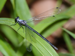 Austroargiolestes elke