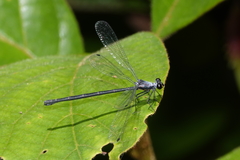 Austroargiolestes elke