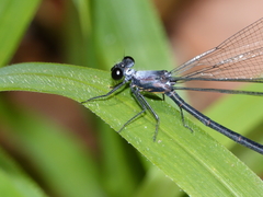 Austroargiolestes elke