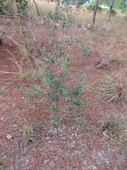 Quercus minima
