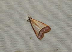 Pseudonoorda rubricostalis