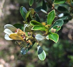 Spyridium spathulatum