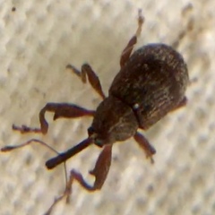 Anthonomus