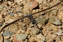 Austroaeschna christine