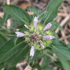 Syncolostemon bracteosus