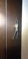 Araneae