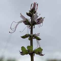 Syncolostemon bracteosus