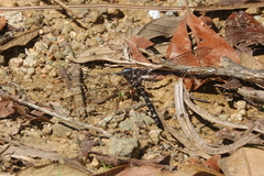 Austroaeschna christine