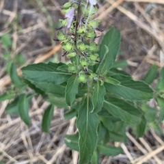 Syncolostemon bracteosus