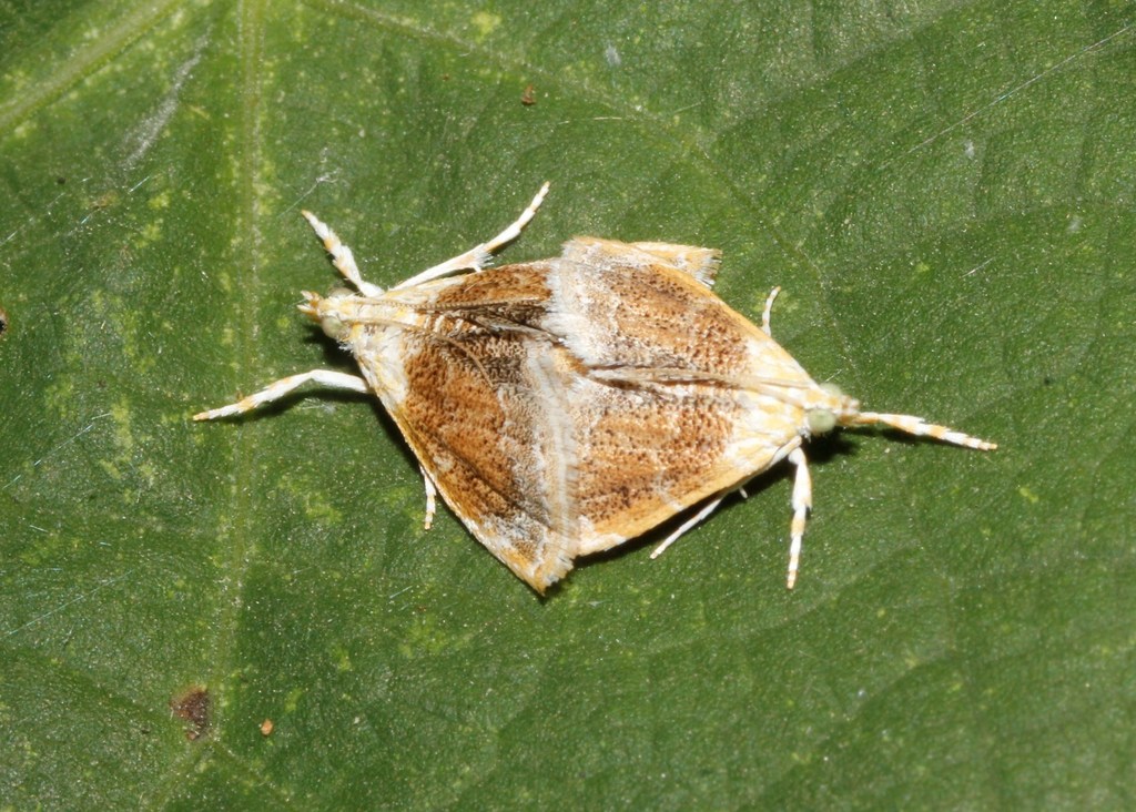 Mantled Lipocosma