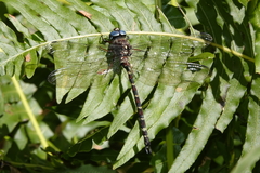 Austroaeschna christine