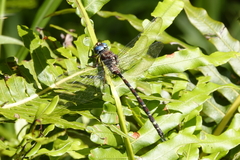 Austroaeschna christine