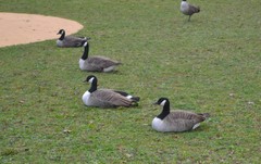 Branta canadensis