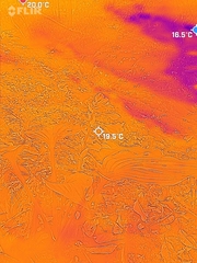 Hosta longipes latifolia