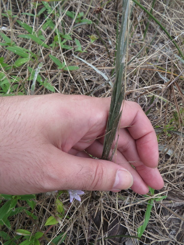 Pityopsis tracyi image