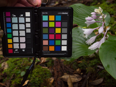 Hosta longipes latifolia