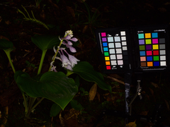 Hosta longipes latifolia