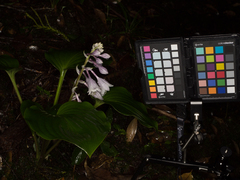 Hosta longipes latifolia