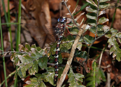 Austroaeschna christine