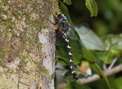 Austroaeschna christine