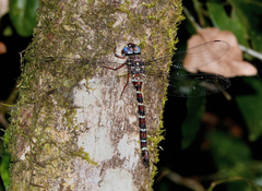 Austroaeschna christine