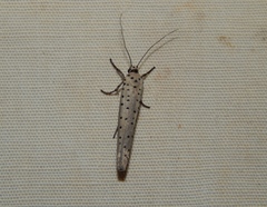 Yponomeuta fumigatus