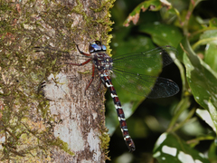 Austroaeschna christine