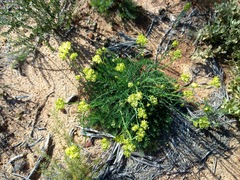 Glischrocaryon aureum