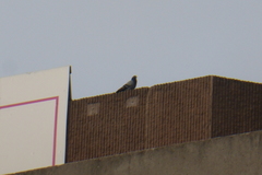 Columba livia domestica