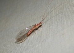 Dysochrysa furcata