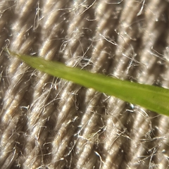 Campylopus flexuosus