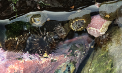Anthopleura mariae