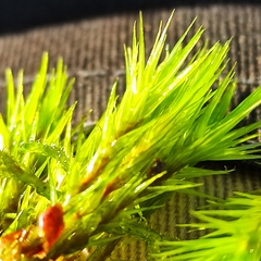 Campylopus flexuosus