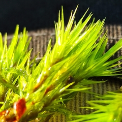 Campylopus flexuosus