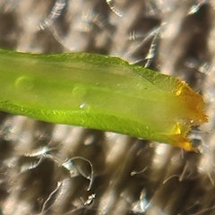 Campylopus flexuosus