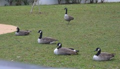 Branta canadensis