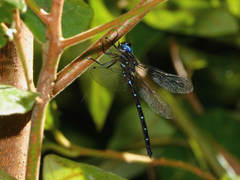 Austroaeschna eungella