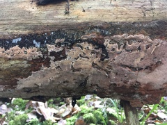 Steccherinum collabens