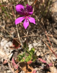Pelargonium rodneyanum