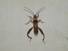 Tupalus fasciatus