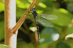 Austroaeschna eungella