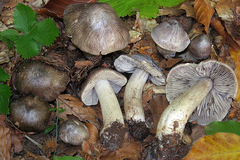Tricholoma sciodes