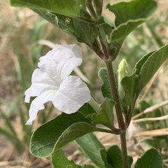 Ruellia patula