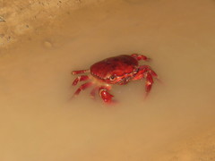 Dilocarcinus pagei