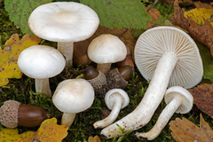 Hygrophorus cossus