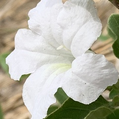 Ruellia patula