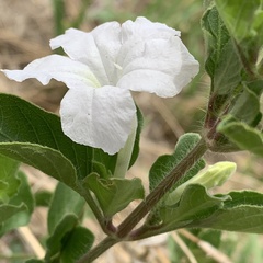Ruellia patula