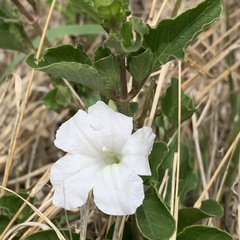 Ruellia patula