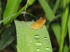 Dendropsophus leali