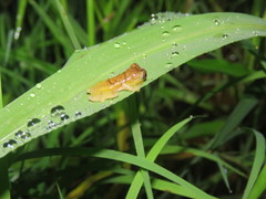 Dendropsophus leali